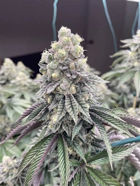 la kush wedding cake